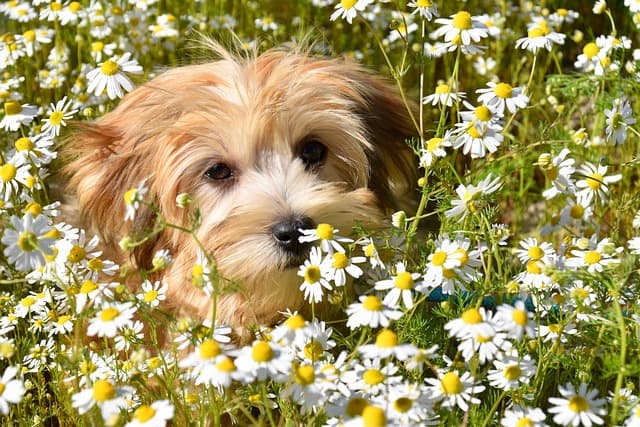 Mejores hoteles pet friendly para tus vacaciones